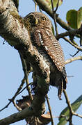 Jungle Owlet