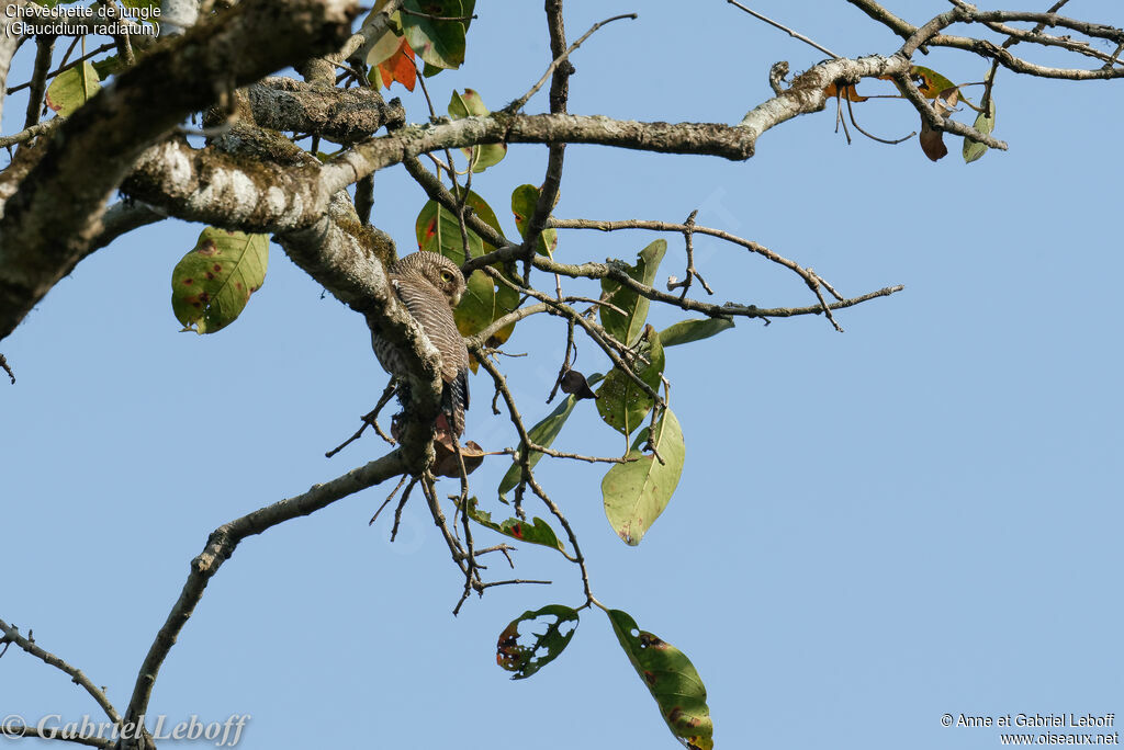 Jungle Owlet