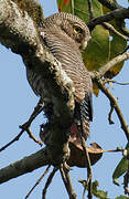 Jungle Owlet