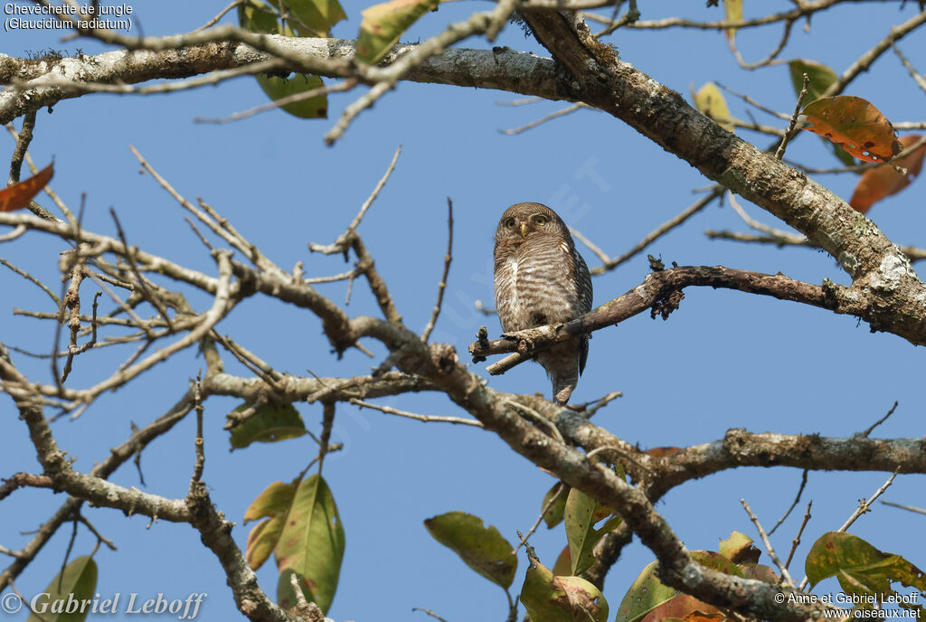 Jungle Owlet