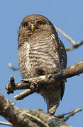 Jungle Owlet