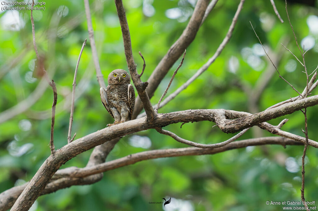 Jungle Owlet