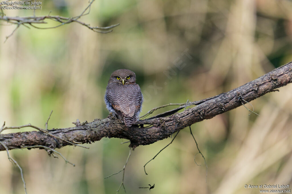 Jungle Owlet