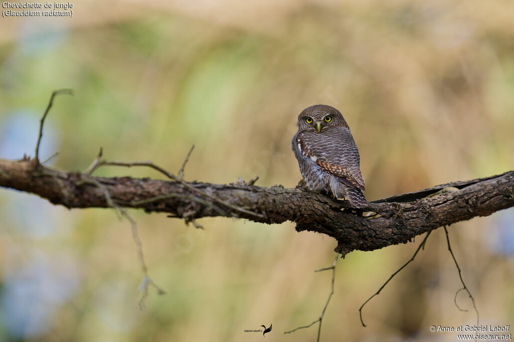 Jungle Owlet