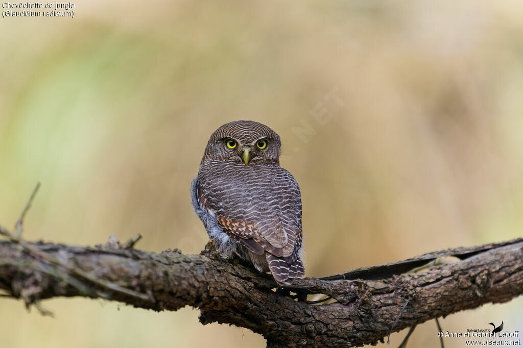 Chevêchette de jungle