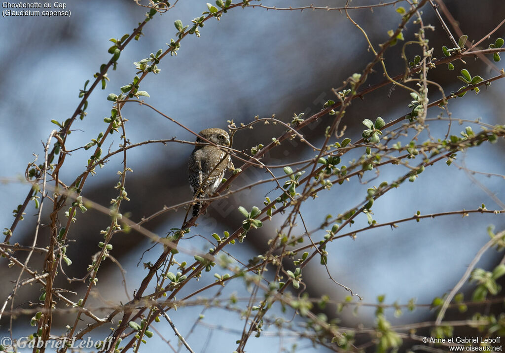 African Barred Owlet