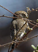 African Barred Owlet