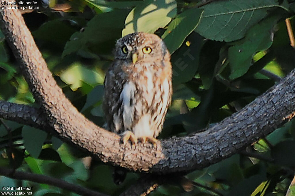 Pearl-spotted Owlet