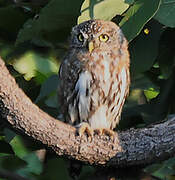 Pearl-spotted Owlet