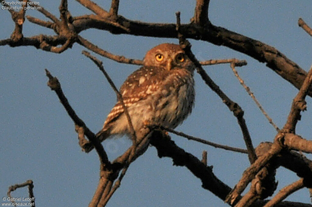 Pearl-spotted Owlet