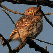 Pearl-spotted Owlet