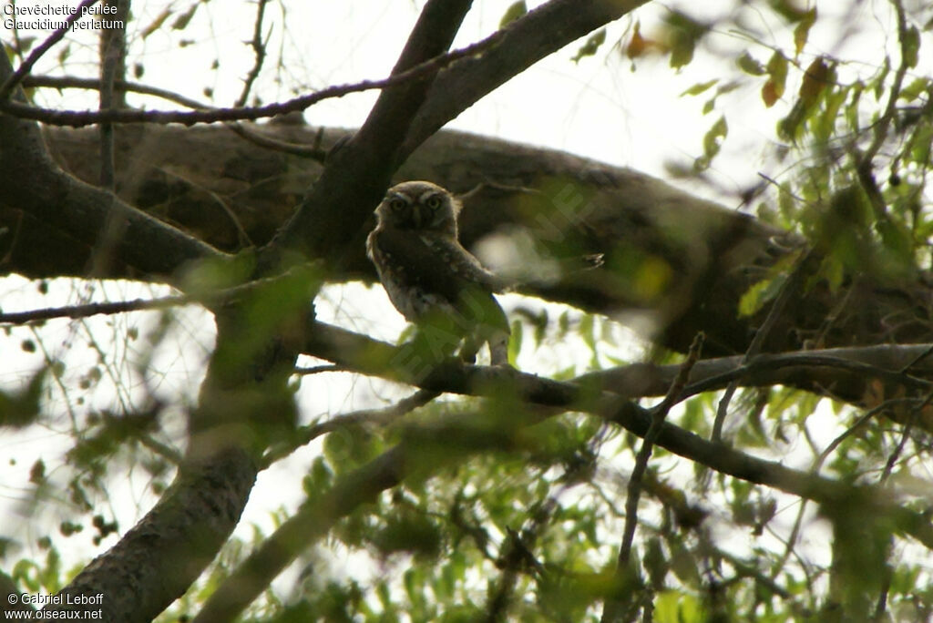 Pearl-spotted Owlet