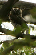 Pearl-spotted Owlet