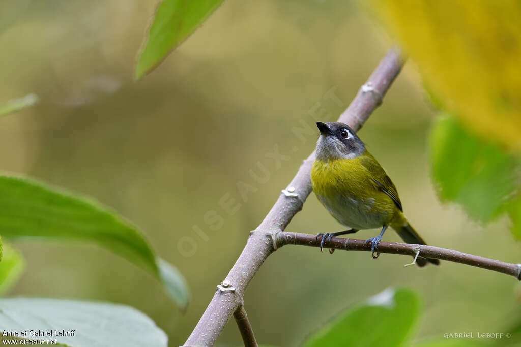 Common Chlorospingusadult, close-up portrait