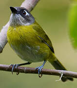 Common Bush Tanager