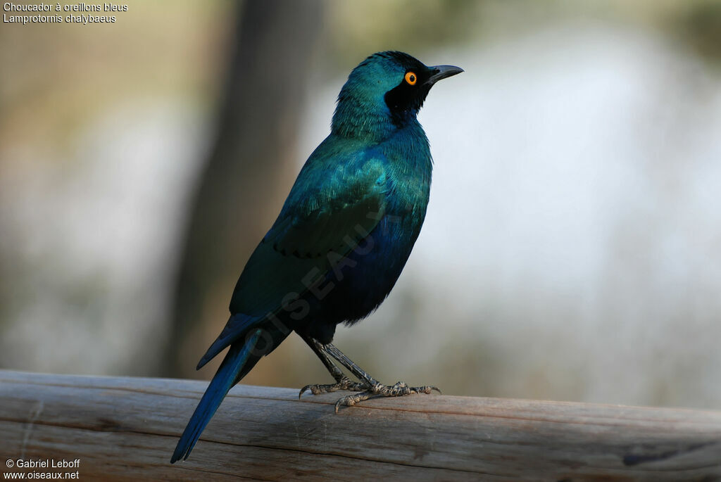 Choucador à oreillons bleus