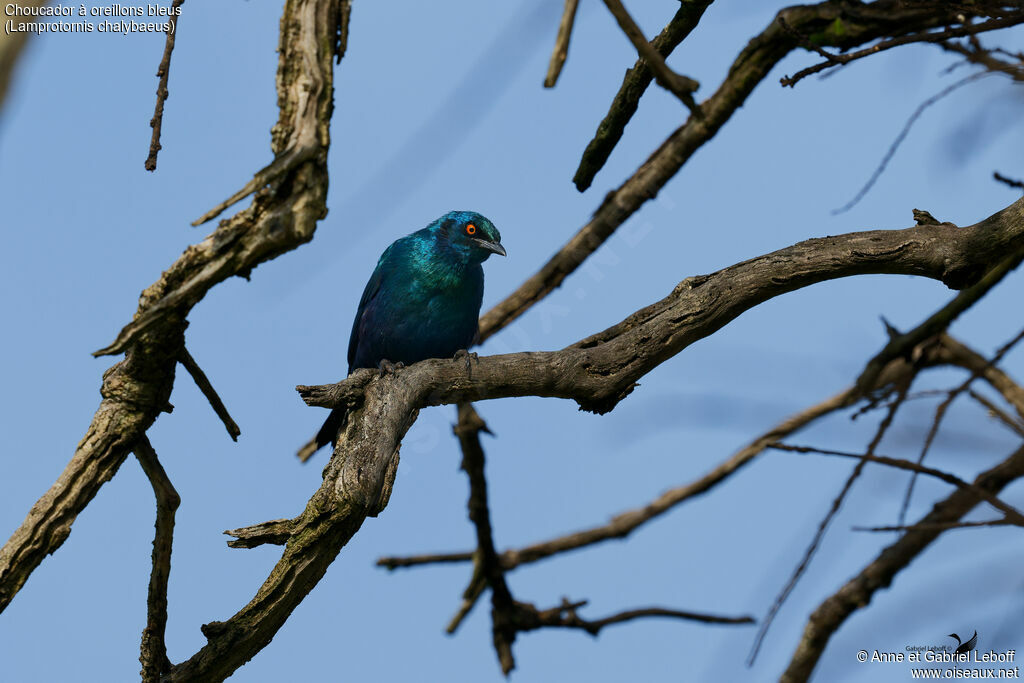 Choucador à oreillons bleus