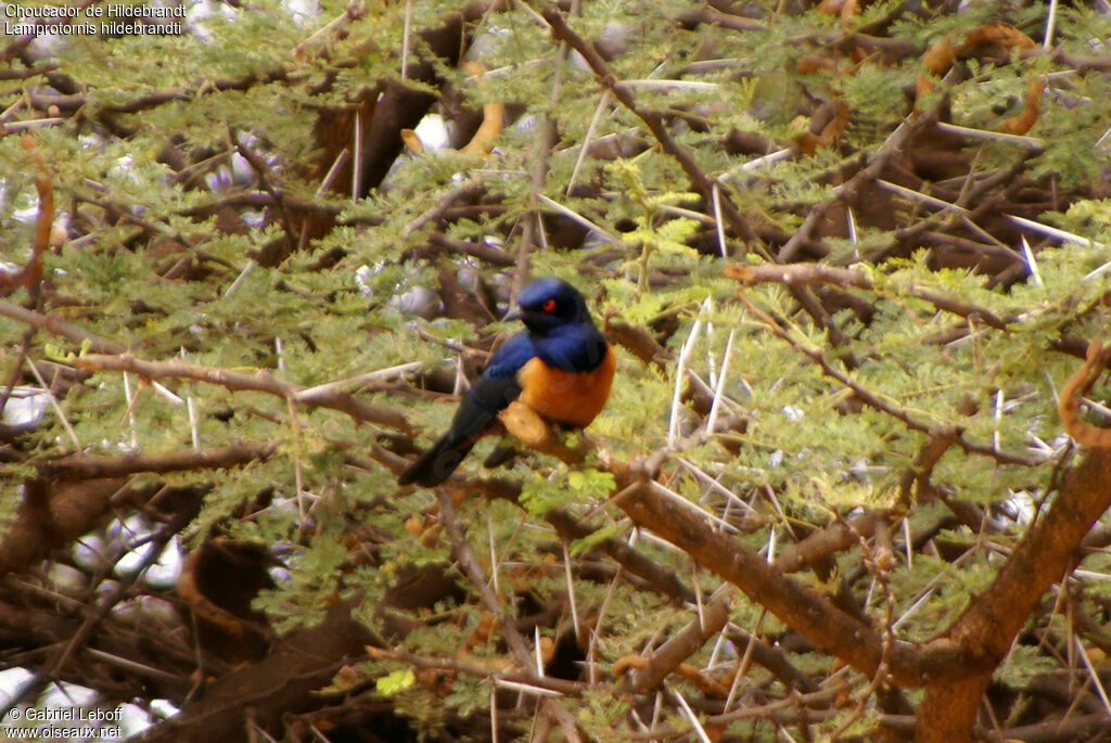 Hildebrandt's Starling