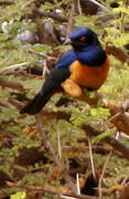 Hildebrandt's Starling