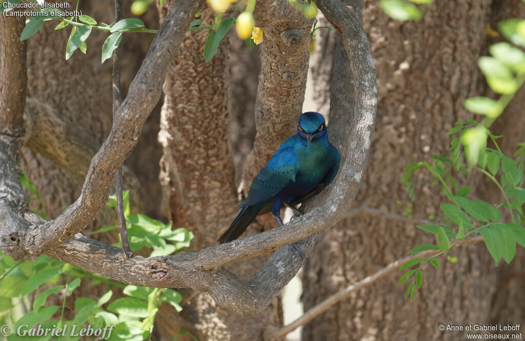 Miombo Blue-eared Starlingadult