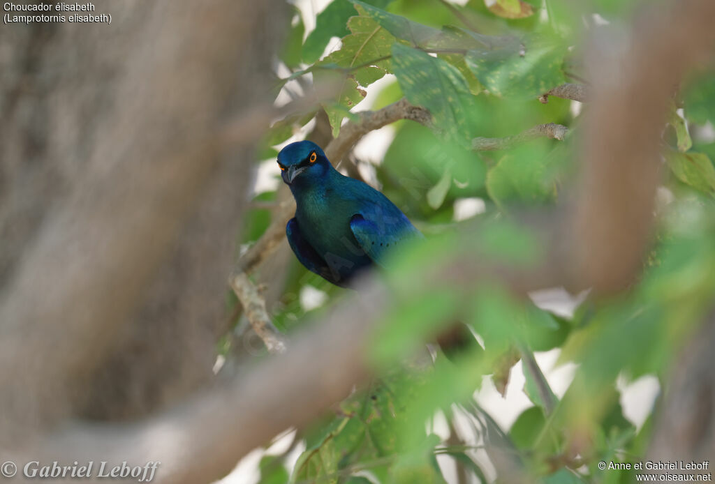 Miombo Blue-eared Starlingadult