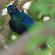 Miombo Blue-eared Starling