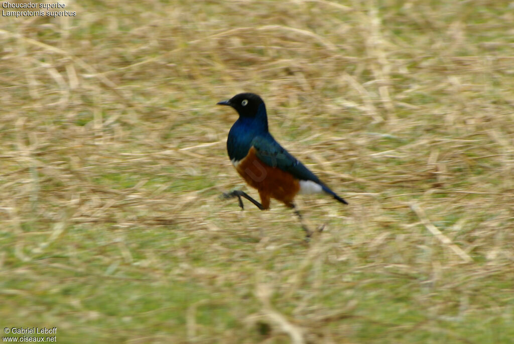 Superb Starling