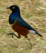 Superb Starling