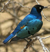 Superb Starling