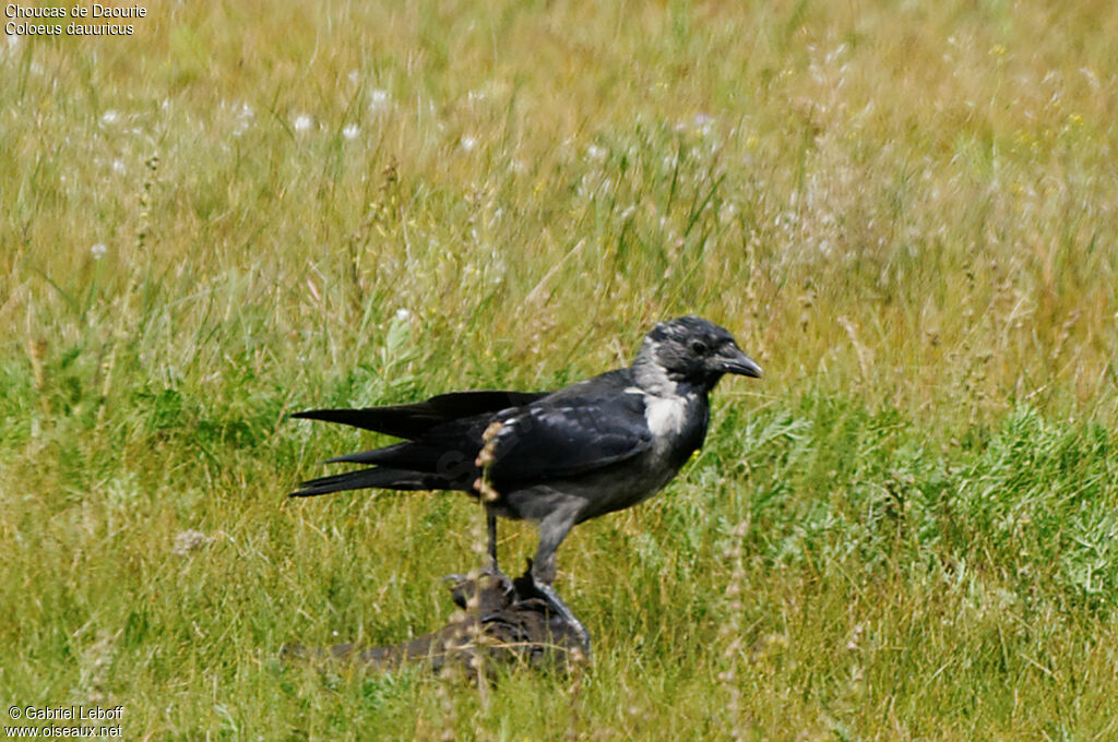 Daurian Jackdaw