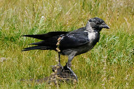 Daurian Jackdaw