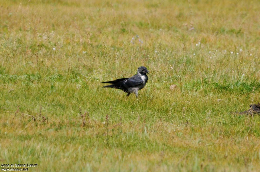 Choucas de Daourieimmature, identification