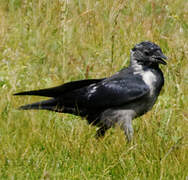 Daurian Jackdaw