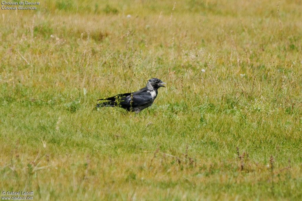 Daurian Jackdaw