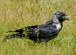 Daurian Jackdaw