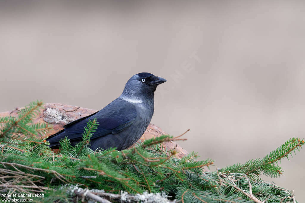 Western Jackdaw