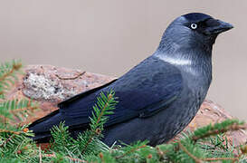 Western Jackdaw