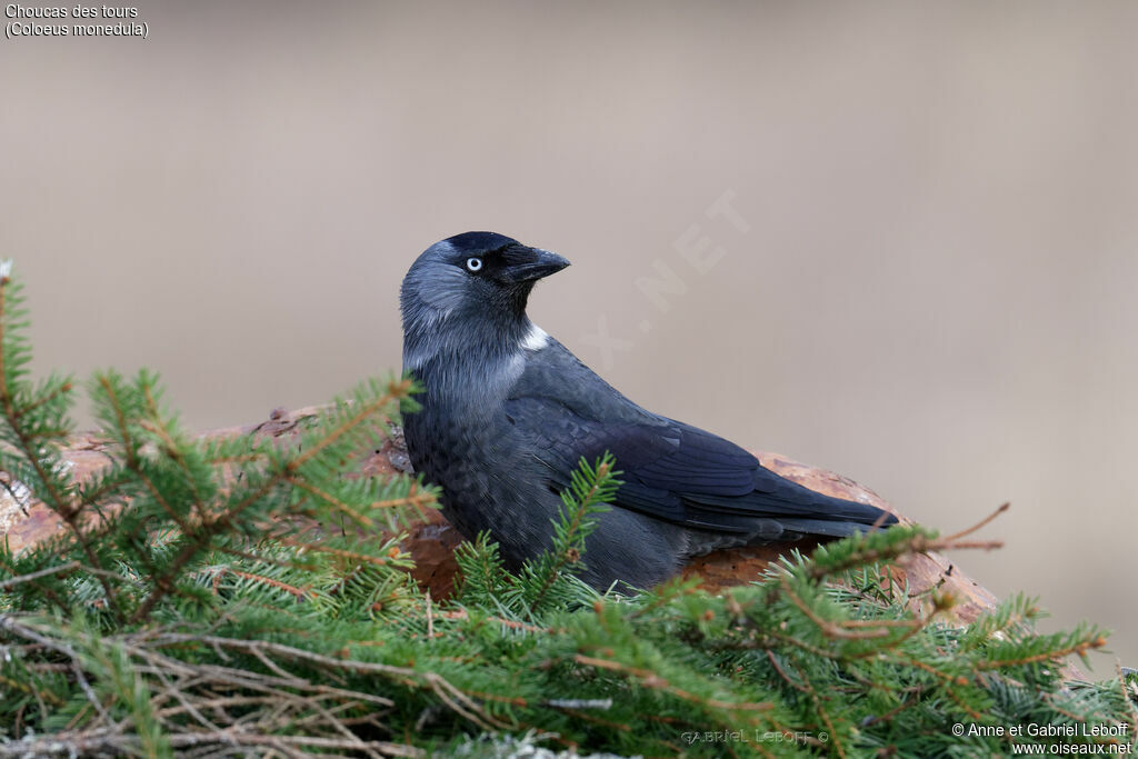 Western Jackdaw