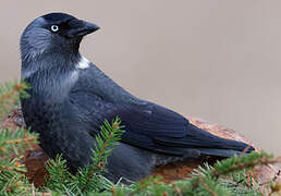 Western Jackdaw