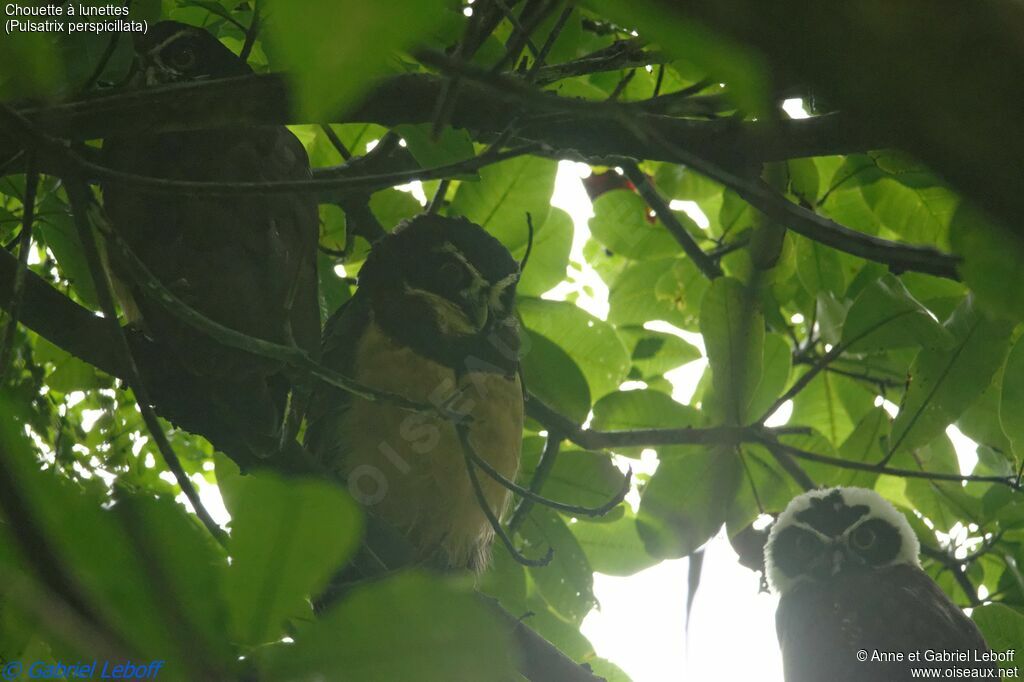 Spectacled Owl 