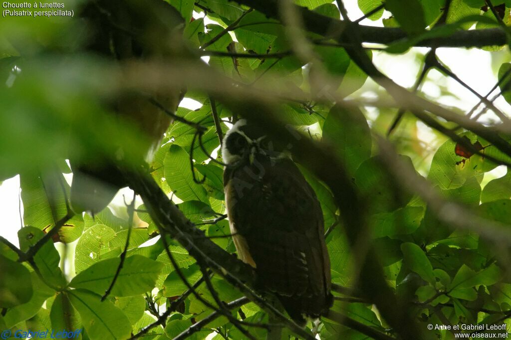 Spectacled OwlFirst year