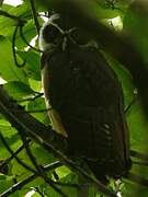 Spectacled Owl