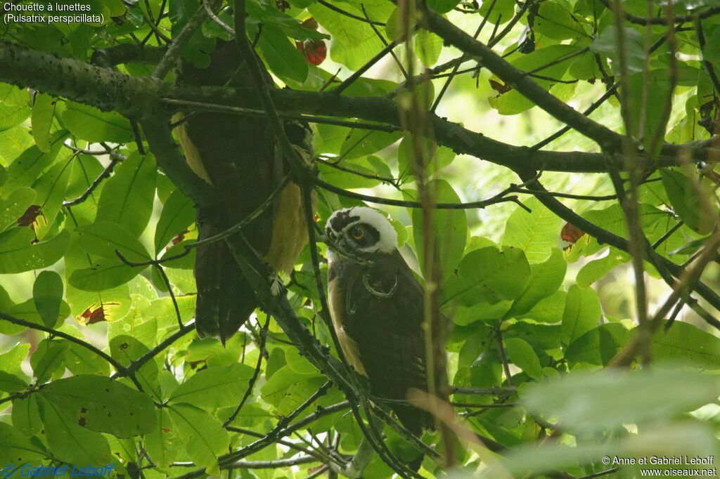 Spectacled Owl 