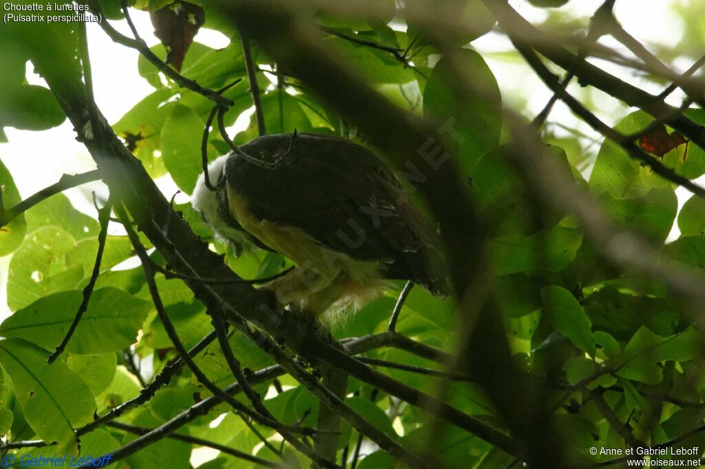 Spectacled OwlFirst year