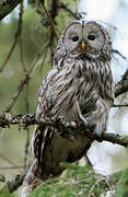 Ural Owl