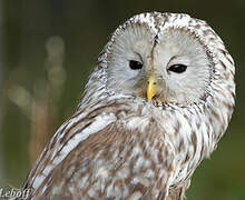 Ural Owl