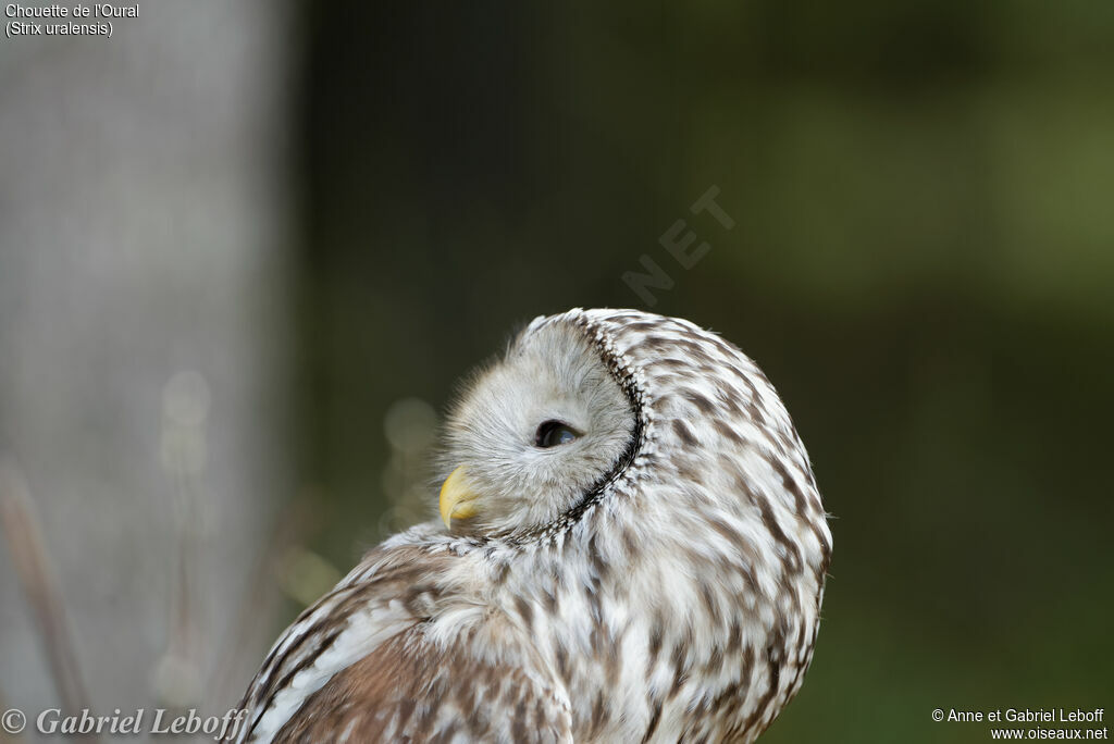 Ural Owl