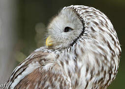 Ural Owl