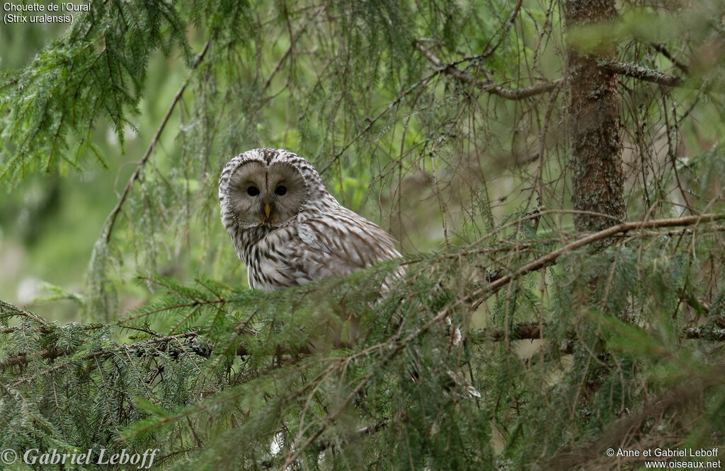 Ural Owl female