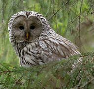 Ural Owl